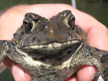 toad in real life