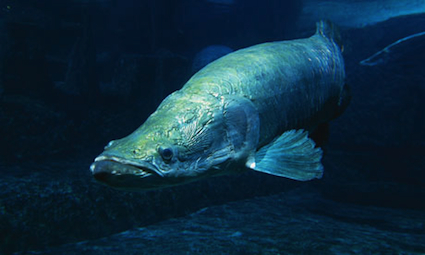 giant-amazon-river-fish