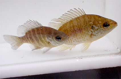 bluegill-redear-fish