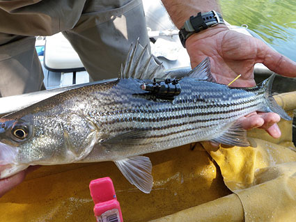 environmental consulting and environmental research field crew tagging predator bass