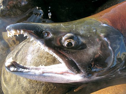 california-kokanee-salmon