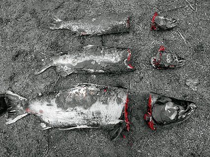 salmon-carcasses