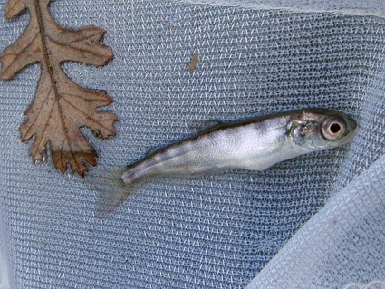 Chinook salmon fry found in rotary screw trap