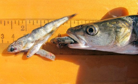 Sacramento Pikeminnow Predation partially digested fish