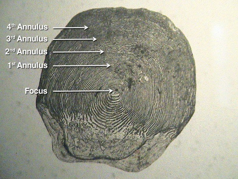 Cycloid Fish Scale  Nikon's MicroscopyU