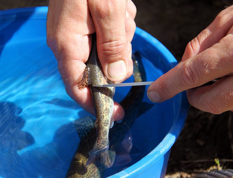 The basics of adult salmon sampling