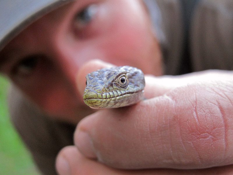 Alligator lizard: Reptilian catch