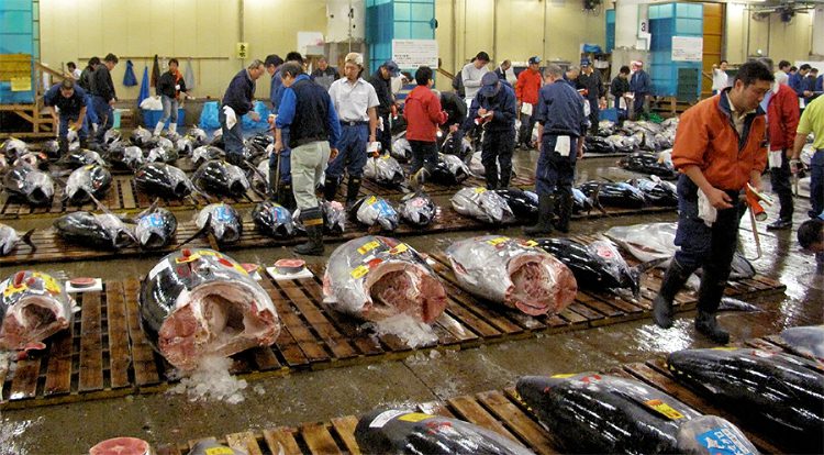 Bluefin tuna becoming a rare delicacy