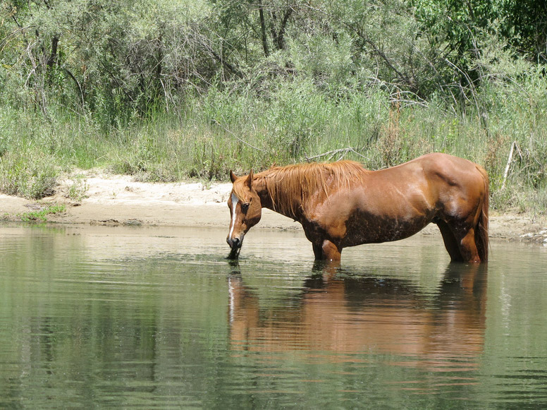 Horse-in-River.jpg