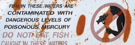 high levels of mercury in fish