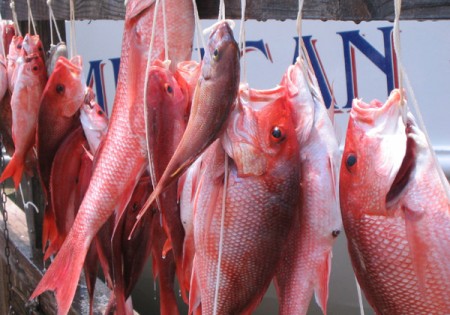 fresh caught red snapper