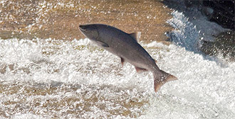 Salmon Migration Facts