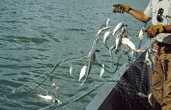 Gill net fishers feel the pinch