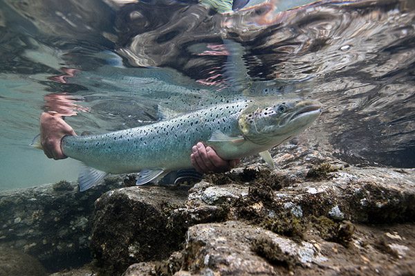 Wild salmon farming