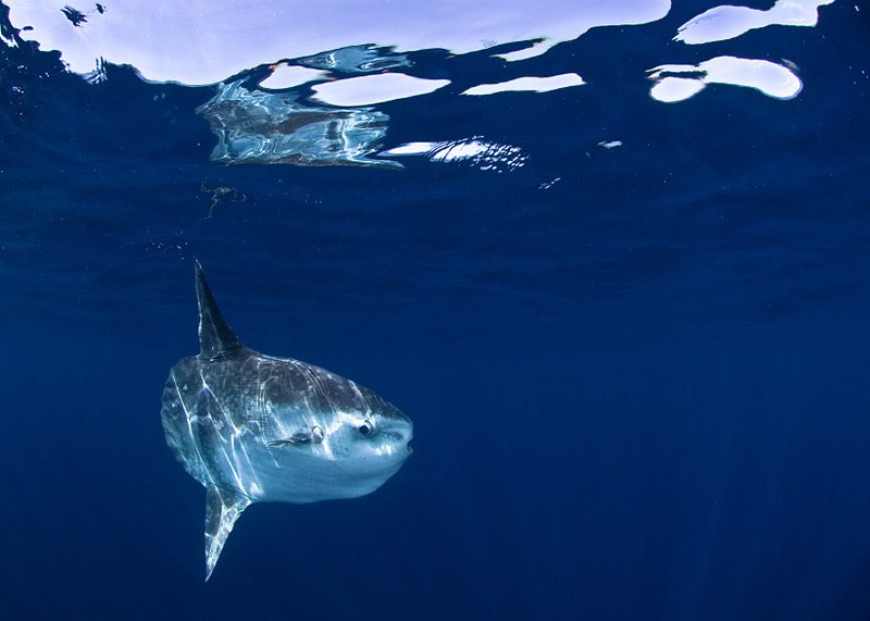 This 5,000-Pound Behemoth Is the World's Heaviest Bony Fish