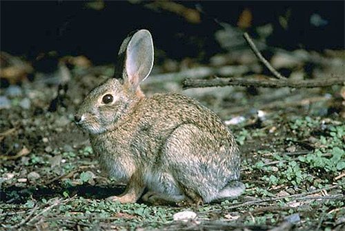 Riparian brush rabbit