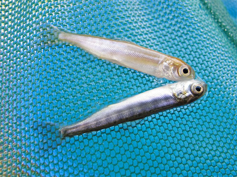 A pigment-free salmon (top) compared to a normal one