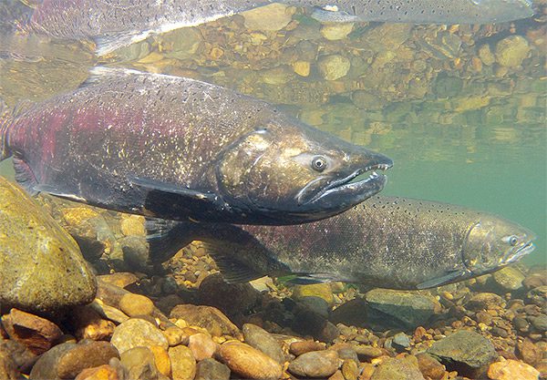 Returning Chinook salmon