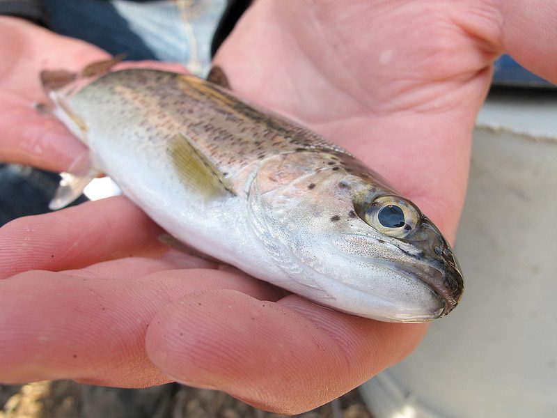Rainbow trout, Oncorhynchus mykiss