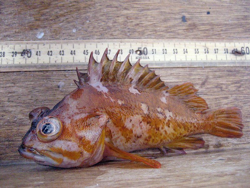gopher rockfish