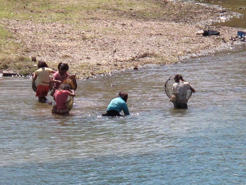 Child fishers harvesting with scoop nets