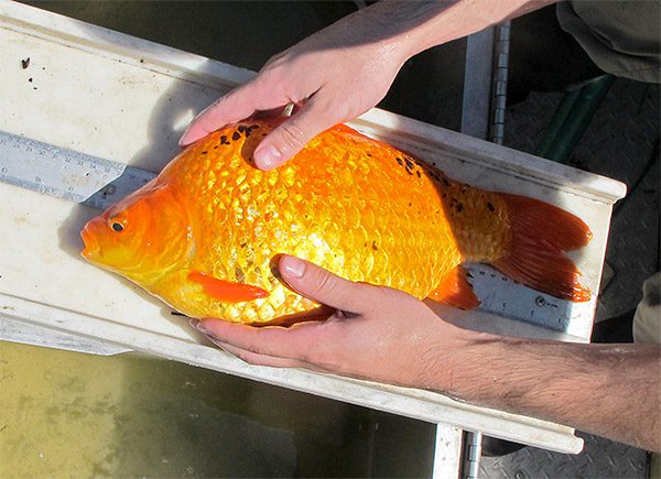 giant goldfish in tank