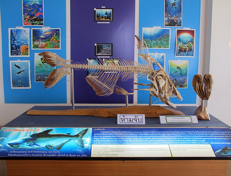 Mekong Giant Catfish skeleton