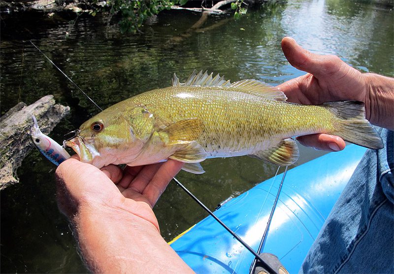 Smallmouth bass