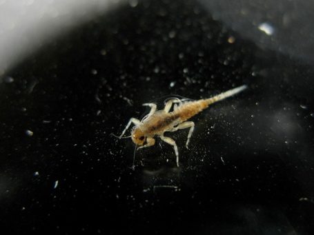 Fish snack: mayfly larva