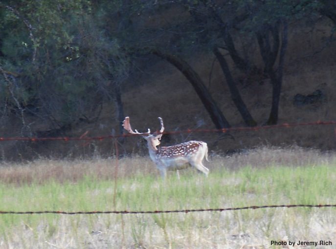 Fallow deer