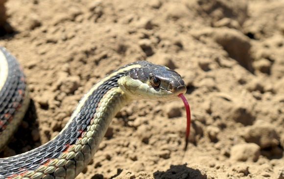 Common garter snake