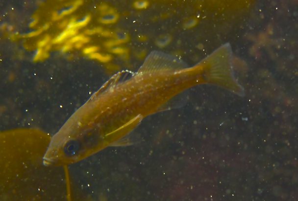 Juvenille rockfish