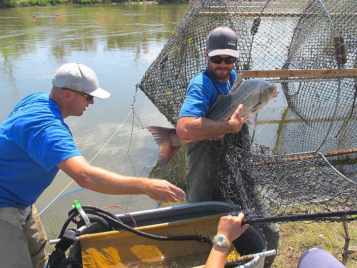 http://fishbio.com/wp-content/uploads/2013/10/striped-bass-catch.jpg