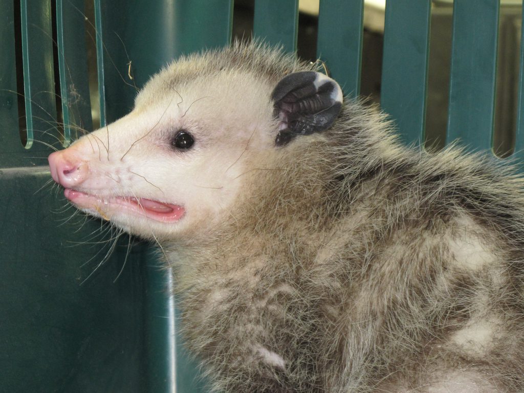 opossum teeth