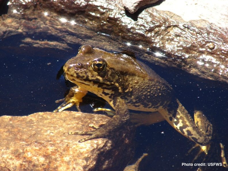 Frogs/Toads