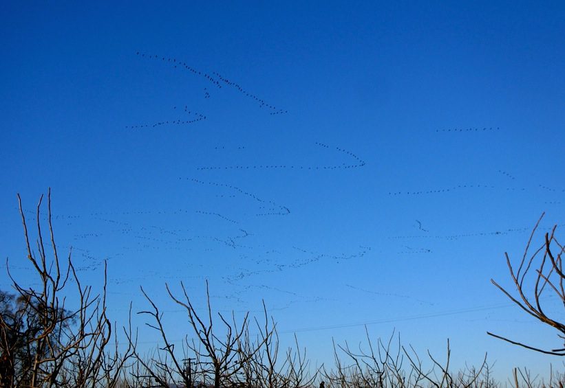 Flocks of geese