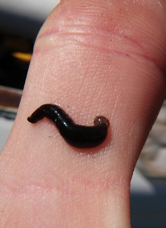 Leeches: latched on