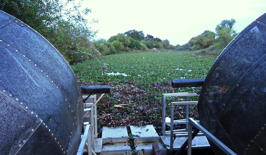 Water hyacinth swamping a rotary screw trap