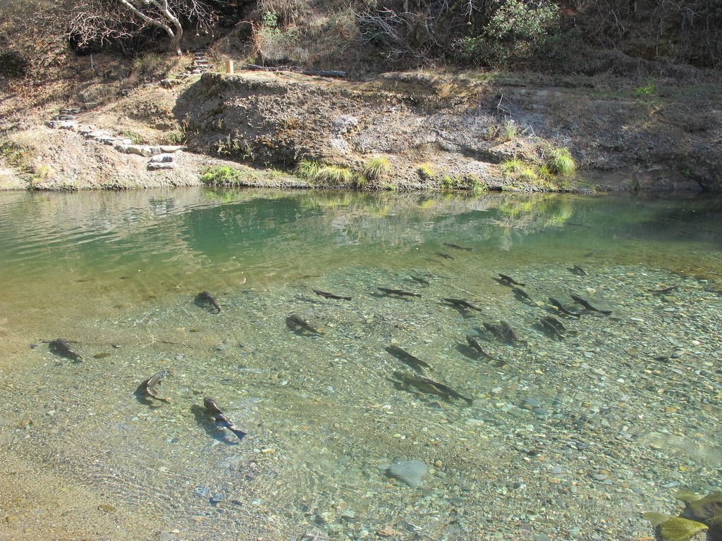 Butte Creek spring-run salmon