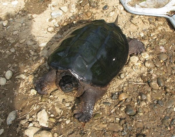 Eastern snapping turtle
