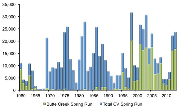 Fig. 1. A graph of spring-run salmon returns to the Central Valley (blue) with the contribution of Butte Creek spring-run (green)