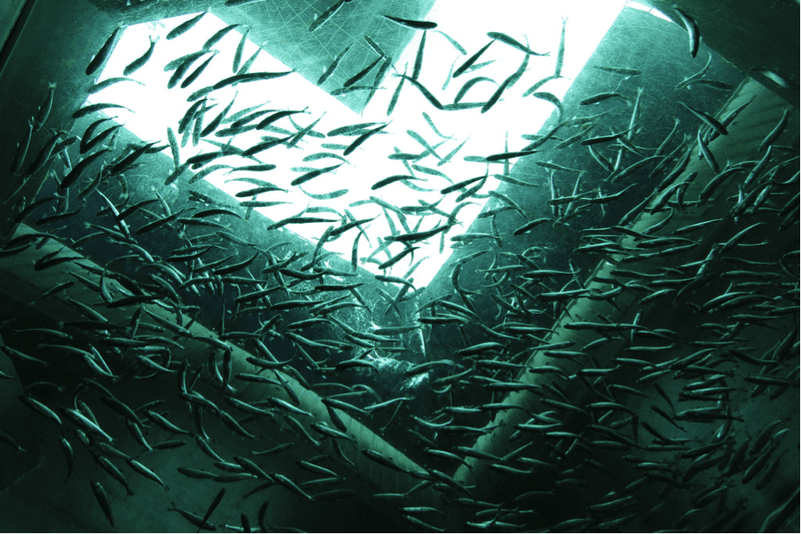 Salmon smolts from below
