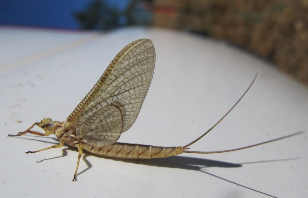 Mayfly