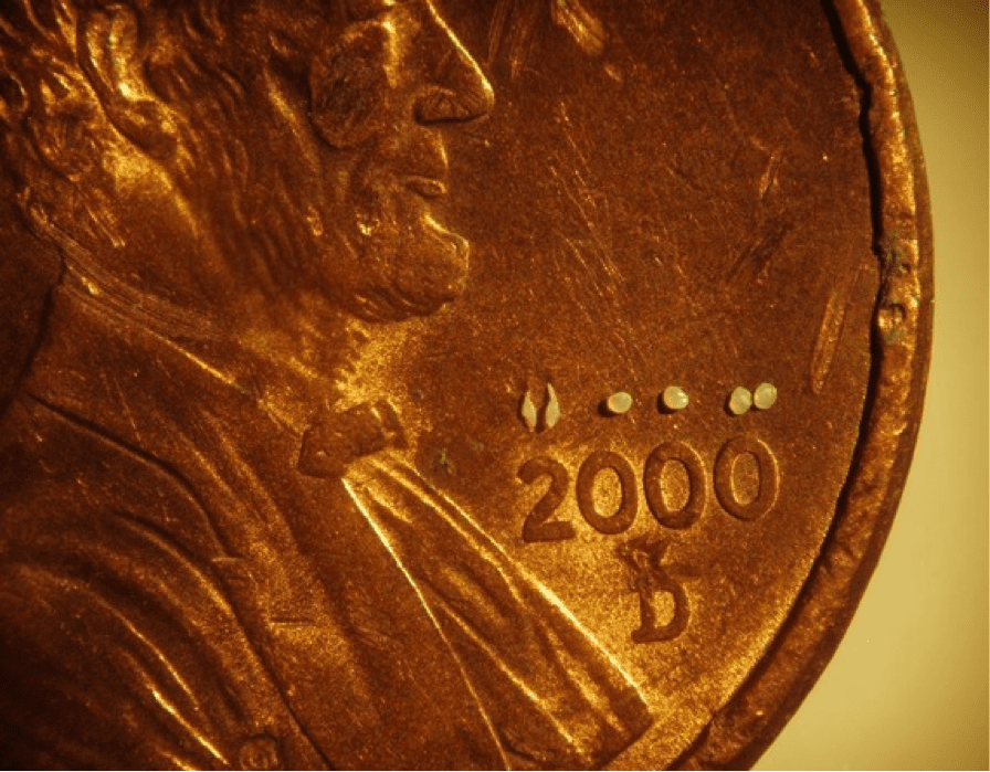 All three pairs of otoliths from a 23mm larval sucker shown on top of a United States penny. From left to right: sagittae, lapilli, asterisci.