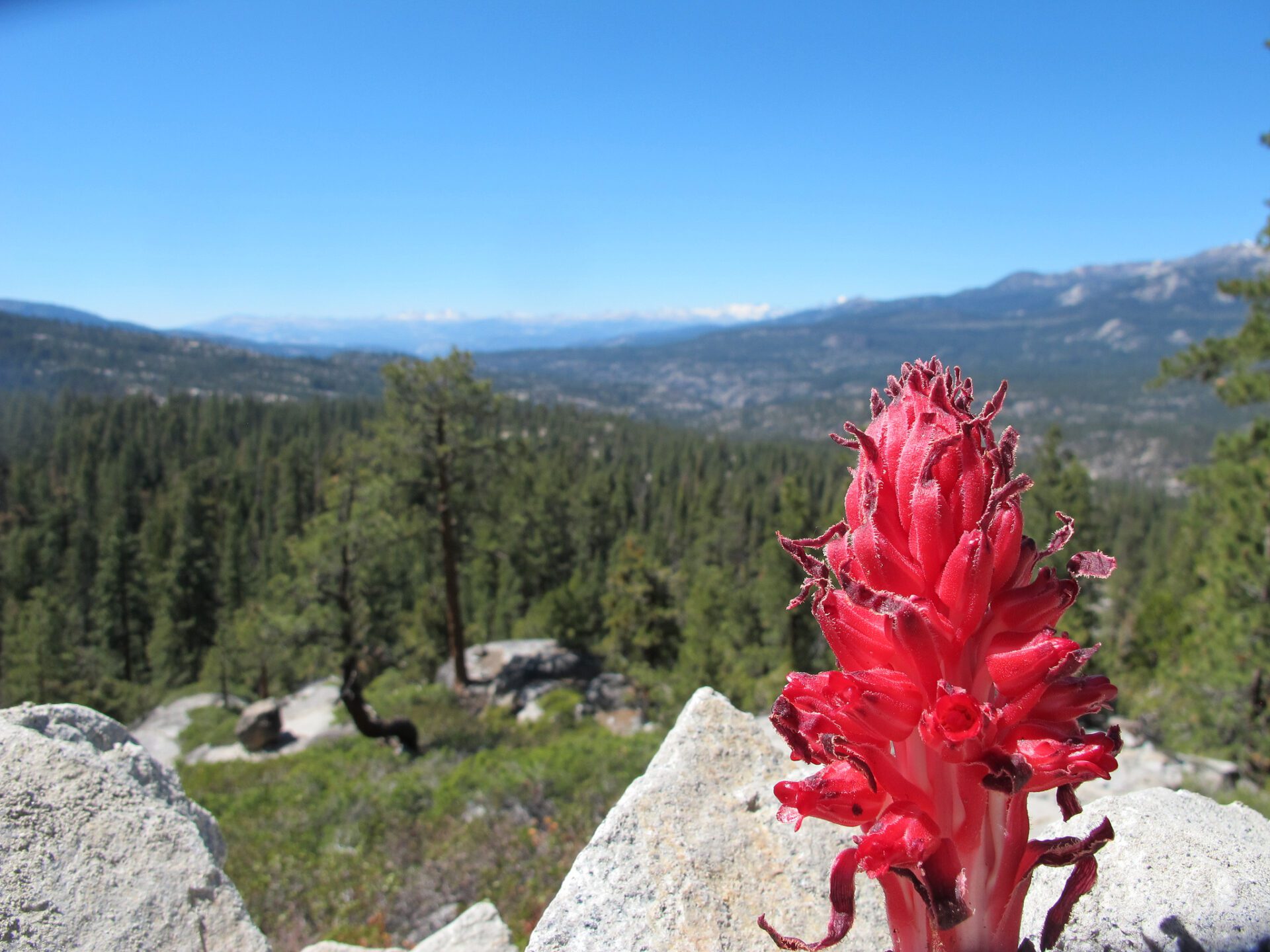 Snow plant in the Sierra