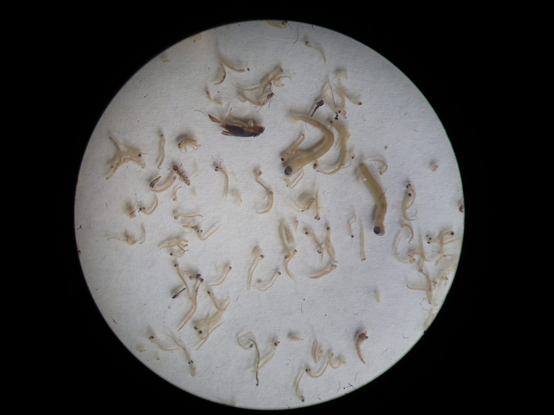 Fish larvae from drift net sample