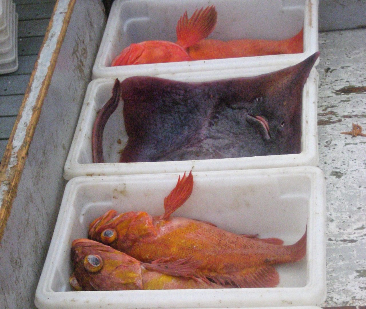 Assorted groundfish
