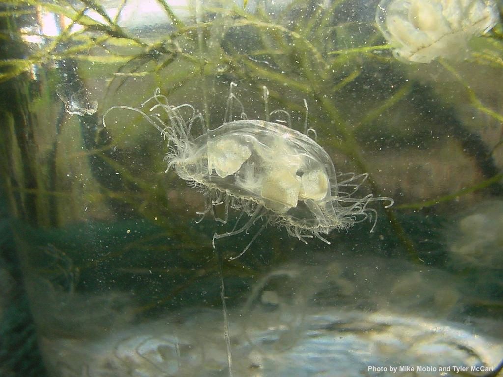 Freshwater jelly, Craspedacusta sowerbii (courtesy of www.freshwaterjellyfish.org).