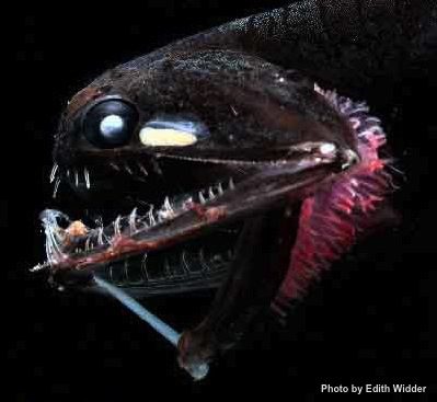 Barbeled dragonfish (Photostomias guernei)
