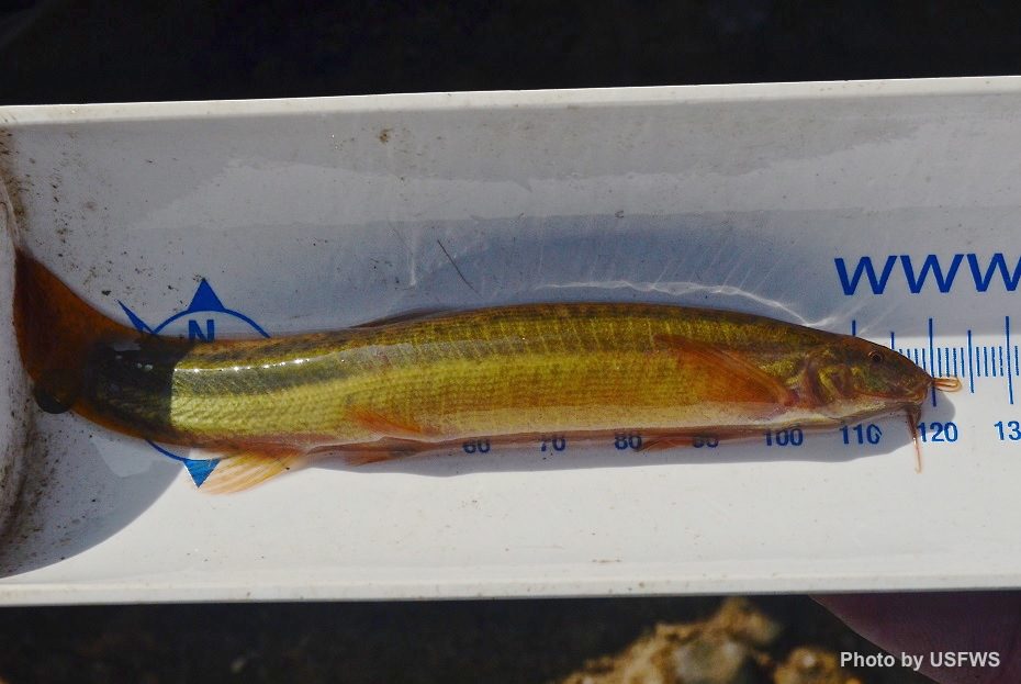 Pond loach cold outlet water fish